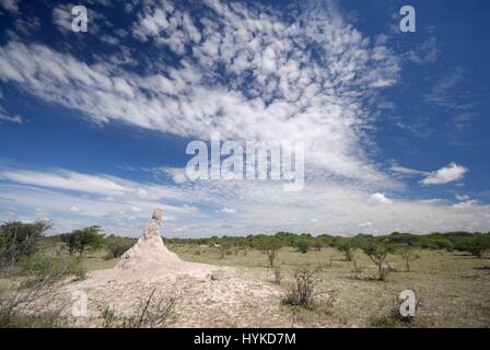 Ant hill nest situated on an old vegetated pan in the Orapa area of northern Botswana Stock Photo