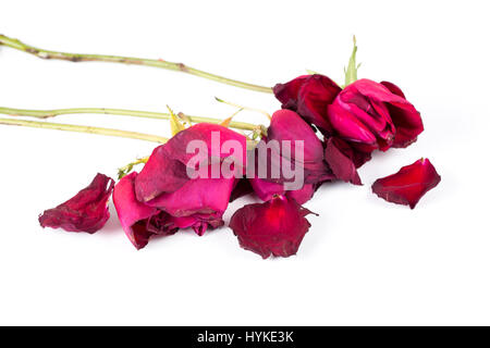 Withered rose isolated over white background. Stock Photo