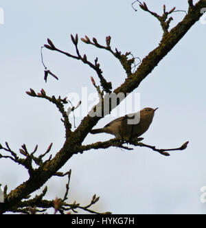 A Bird in a Tree Stock Photo