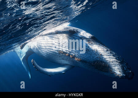 REUNION ISLAND, INDIAN OCEAN: MOVING images of forty tonne humpbacks swimming in harmony with divers eighty feet underwater have been captured. Weighing more than THREE London buses, the humbling pictures show the sheer size and beauty of these giants of the sea. Despite their colossal size these ocean mammals can be seen gliding through the water as if weightless.  Other pictures reveal the tiny diver in close proximity, observing the undeniable bond between this intimate whale family. Underwater photographer Gabriel Barathieu (32) took these shots in an encounter lasting twenty-five minutes, Stock Photo