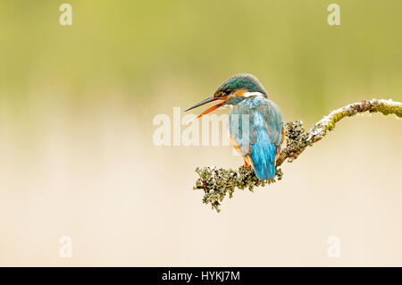 SOUTH WEST SCOTLAND, UK: A LIGHTNING quick UK kingfisher has been snapped from just fifteen feet away by a local photographer. Pictures show this blue and orange brightly coloured birdy frolicking on the river, diving for food and enjoying a nibble on a nearby perch which is a sign ironically warning, “Private Fishing”. Photographer Ron McCombe (61) from Hawick on the Scottish Borders, spent five days and up to ten hours a day to capture the wonderful character of this British classic bird in south west Scotland. Stock Photo