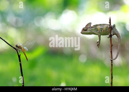 WEST JAKARTA, INDONESIA: Photo of a chameleon staring at a dragonfly waiting to eat it. TAKING no prisoners, this killer chameleon has been snapped having well and truly ‘licked’ its prey. Pictures show this veiled chameleon shoot-to-kill its dragon-fly target with its incredibly fast and sticky tongue.  The series of snaps shows the silent sniper pick off its mark and waste no time in gobbling it up whole. Graphic designer Kurit Afsheen (34) was able to capture this quick-fire exchange in his hometown of Cengkareng in West Jakarta, Indonesia. Stock Photo
