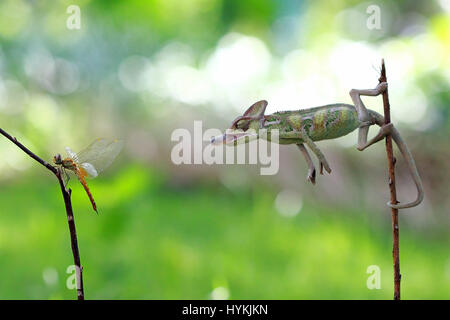 WEST JAKARTA, INDONESIA: Photo of a chameleon leaning in to catch a dragonfly with its tongue just leaving its mouth. TAKING no prisoners, this killer chameleon has been snapped having well and truly ‘licked’ its prey. Pictures show this veiled chameleon shoot-to-kill its dragon-fly target with its incredibly fast and sticky tongue.  The series of snaps shows the silent sniper pick off its mark and waste no time in gobbling it up whole. Graphic designer Kurit Afsheen (34) was able to capture this quick-fire exchange in his hometown of Cengkareng in West Jakarta, Indonesia. Stock Photo