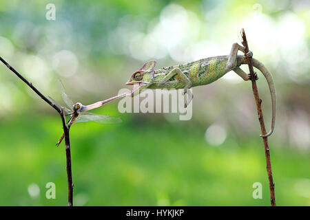 WEST JAKARTA, INDONESIA: Photo of a chameleon with its tongue at full extension sticking to a dragofly's back. TAKING no prisoners, this killer chameleon has been snapped having well and truly ‘licked’ its prey. Pictures show this veiled chameleon shoot-to-kill its dragon-fly target with its incredibly fast and sticky tongue.  The series of snaps shows the silent sniper pick off its mark and waste no time in gobbling it up whole. Graphic designer Kurit Afsheen (34) was able to capture this quick-fire exchange in his hometown of Cengkareng in West Jakarta, Indonesia. Stock Photo