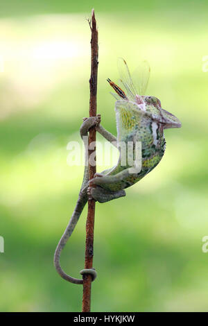 WEST JAKARTA, INDONESIA: Photo of a chameleon with its head tilted back eating a dragonfly while hanging on a stick. TAKING no prisoners, this killer chameleon has been snapped having well and truly ‘licked’ its prey. Pictures show this veiled chameleon shoot-to-kill its dragon-fly target with its incredibly fast and sticky tongue.  The series of snaps shows the silent sniper pick off its mark and waste no time in gobbling it up whole. Graphic designer Kurit Afsheen (34) was able to capture this quick-fire exchange in his hometown of Cengkareng in West Jakarta, Indonesia. Stock Photo