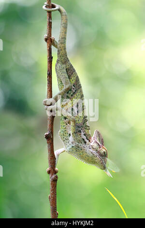 WEST JAKARTA, INDONESIA: Photo of a chameleon after almost finishing eating a dragonfly walking down a stick. TAKING no prisoners, this killer chameleon has been snapped having well and truly ‘licked’ its prey. Pictures show this veiled chameleon shoot-to-kill its dragon-fly target with its incredibly fast and sticky tongue.  The series of snaps shows the silent sniper pick off its mark and waste no time in gobbling it up whole. Graphic designer Kurit Afsheen (34) was able to capture this quick-fire exchange in his hometown of Cengkareng in West Jakarta, Indonesia. Stock Photo