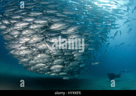 CABO PULMO NATIONAL PARK, MEXICO: FEAST your eyes on a twenty thousand year old undersea treasure chest of life where fish numbers have recently QUADRUPLED. Established in 1995 by pressure from local fishermen turned-conservationists, one marine reserve has seen a complete turnaround in marine biomass which was in serious decline.  The area is also home to coral reef which is estimated to date back 20,000 years. Pictures show a diver sixty-feet below the surface of the ocean being swamped by large volumes of fish, all swimming in perfect harmony.  Species of fish include Snappers, Black nosed  Stock Photo