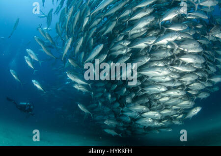 CABO PULMO NATIONAL PARK, MEXICO: FEAST your eyes on a twenty thousand year old undersea treasure chest of life where fish numbers have recently QUADRUPLED. Established in 1995 by pressure from local fishermen turned-conservationists, one marine reserve has seen a complete turnaround in marine biomass which was in serious decline.  The area is also home to coral reef which is estimated to date back 20,000 years. Pictures show a diver sixty-feet below the surface of the ocean being swamped by large volumes of fish, all swimming in perfect harmony.  Species of fish include Snappers, Black nosed  Stock Photo