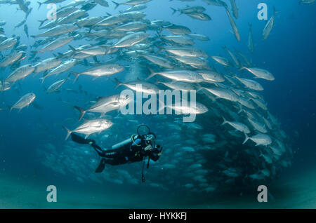 CABO PULMO NATIONAL PARK, MEXICO: FEAST your eyes on a twenty thousand year old undersea treasure chest of life where fish numbers have recently QUADRUPLED. Established in 1995 by pressure from local fishermen turned-conservationists, one marine reserve has seen a complete turnaround in marine biomass which was in serious decline.  The area is also home to coral reef which is estimated to date back 20,000 years. Pictures show a diver sixty-feet below the surface of the ocean being swamped by large volumes of fish, all swimming in perfect harmony.  Species of fish include Snappers, Black nosed  Stock Photo