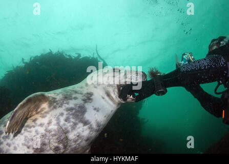 THE FARNE ISLANDS, NORTHUMBERLAND: A PLAYFUL seal pup has been snapped in British waters displaying incredibly cute behaviour at just thirty feet underwater by a delighted business advisor. Pictures show the cuddly cutie interacting with its new human friend, posing side by side for photos and even having a nibble on the diver’s head and feet.  Other close-up shots show the spirited seal’s full set of knashers as well as enjoying a tender moment with another seal. British amateur photographer Trevor Rees (54) took these heart-warming shots diving off shore at the Farne Islands, Northumberland. Stock Photo