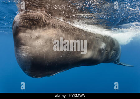 Scar, a male Sperm whale (Physeter macrocephalus) at surface, Caribbean. STUNNING underwater images show a lone freediver stroking a fourteen tonne Sperm whale that is heavier than a London bus. Others pictures taken in the Indian Ocean show the 40-foot long sperm whales rubbing together to help shed skin while some whales producing giant clouds of waste as is the norm for these social gatherings. The photos were taken by award-winning nature photographer Tony Wu who devotes his working life to researching and documenting rarely seen marine animals and environments, spending more days at sea t Stock Photo