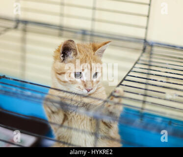Homeless ginger kitten in a cage. Stock Photo