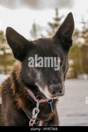 Husky sled dog, Lapland, Finland Stock Photo