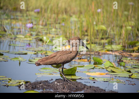 SOUTH AFRICA: THINK you’re having a bad day? Try remembering the fate of this unlucky toad who was picked up and tossed around by a hungry bird before being swallowed whole. The poor toad first ran into difficulties when it was spotted by the Hammerkop bird, but things were about to get much worse. These stunning pictures capture the scene perfectly as the toad’s world is turned upside down after he is flung into the air by the Hammerkop in South Africa’s Kruger National Park. The action sequence was captured by award-winning Hungarian photographer Bence Mate. Stock Photo