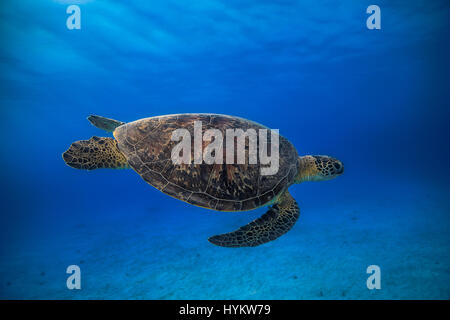 REUNION ISLAND, INDIAN OCEAN: Turtle swimming through deep blue sea. AN INCREDIBLE above and below the water shot of a green turtle swimming under a spectacular sunset has been captured. Other amazing pictures, which will make you wish you were on holiday, show the beautiful creatures bouncing along sea beds and swimming gracefully with other turtles. Photographer Barathieu Gabriel (32) originally from France but now living in Reunion Island in the Indian Ocean is obsessed with capturing life through his camera lens. Stock Photo