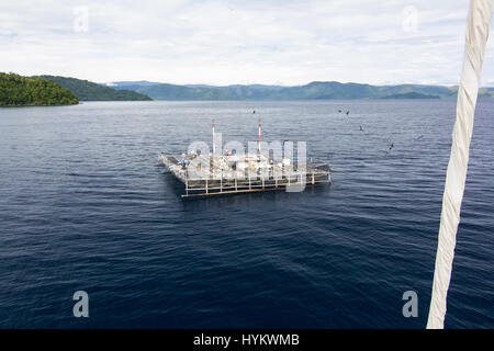 CENDRAWASIH BAY, PNG: STUNNING underwater pictures of fisherman hunting in harmony with the world’s largest fish have been captured. Images show how local fishermen and divers work alongside seabeasts, which at the 45-foot long are as long as a typical UK double decker bus, and weigh in at up-to 20 metric tonnes. The pictures from West Papua New Guinea were taken by Canadian photographer Christopher Hamilton (34). Stock Photo