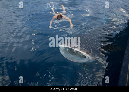 CENDRAWASIH BAY, PNG: STUNNING underwater pictures of fisherman hunting in harmony with the world’s largest fish have been captured. Images show how local fishermen and divers work alongside seabeasts, which at the 45-foot long are as long as a typical UK double decker bus, and weigh in at up-to 20 metric tonnes. The pictures from West Papua New Guinea were taken by Canadian photographer Christopher Hamilton (34). Stock Photo