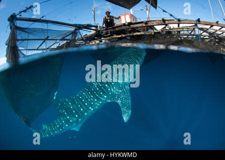 CENDRAWASIH BAY, PNG: STUNNING underwater pictures of fisherman hunting in harmony with the world’s largest fish have been captured. Images show how local fishermen and divers work alongside seabeasts, which at the 45-foot long are as long as a typical UK double decker bus, and weigh in at up-to 20 metric tonnes. The pictures from West Papua New Guinea were taken by Canadian photographer Christopher Hamilton (34). Stock Photo