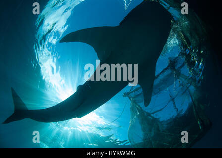 CENDRAWASIH BAY, PNG: STUNNING underwater pictures of fisherman hunting in harmony with the world’s largest fish have been captured. Images show how local fishermen and divers work alongside seabeasts, which at the 45-foot long are as long as a typical UK double decker bus, and weigh in at up-to 20 metric tonnes. The pictures from West Papua New Guinea were taken by Canadian photographer Christopher Hamilton (34). Stock Photo