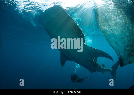 CENDRAWASIH BAY, PNG: STUNNING underwater pictures of fisherman hunting in harmony with the world’s largest fish have been captured. Images show how local fishermen and divers work alongside seabeasts, which at the 45-foot long are as long as a typical UK double decker bus, and weigh in at up-to 20 metric tonnes. The pictures from West Papua New Guinea were taken by Canadian photographer Christopher Hamilton (34). Stock Photo