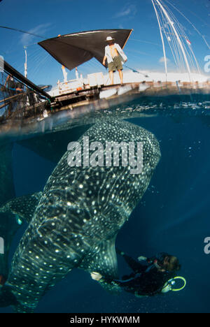 CENDRAWASIH BAY, PNG: STUNNING underwater pictures of fisherman hunting in harmony with the world’s largest fish have been captured. Images show how local fishermen and divers work alongside seabeasts, which at the 45-foot long are as long as a typical UK double decker bus, and weigh in at up-to 20 metric tonnes. The pictures from West Papua New Guinea were taken by Canadian photographer Christopher Hamilton (34). Stock Photo