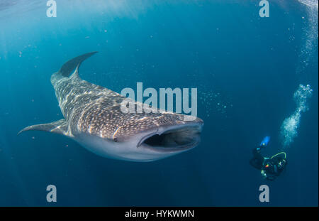 CENDRAWASIH BAY, PNG: STUNNING underwater pictures of fisherman hunting in harmony with the world’s largest fish have been captured. Images show how local fishermen and divers work alongside seabeasts, which at the 45-foot long are as long as a typical UK double decker bus, and weigh in at up-to 20 metric tonnes. The pictures from West Papua New Guinea were taken by Canadian photographer Christopher Hamilton (34). Stock Photo