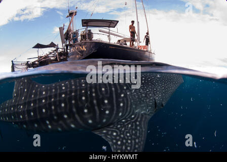 CENDRAWASIH BAY, PNG: STUNNING underwater pictures of fisherman hunting in harmony with the world’s largest fish have been captured. Images show how local fishermen and divers work alongside seabeasts, which at the 45-foot long are as long as a typical UK double decker bus, and weigh in at up-to 20 metric tonnes. The pictures from West Papua New Guinea were taken by Canadian photographer Christopher Hamilton (34). Stock Photo