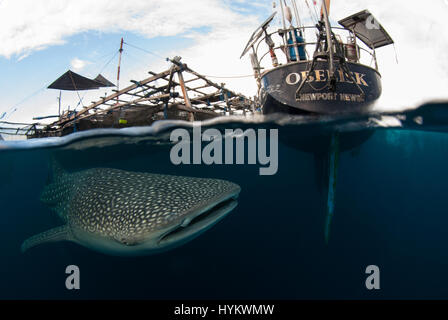 CENDRAWASIH BAY, PNG: STUNNING underwater pictures of fisherman hunting in harmony with the world’s largest fish have been captured. Images show how local fishermen and divers work alongside seabeasts, which at the 45-foot long are as long as a typical UK double decker bus, and weigh in at up-to 20 metric tonnes. The pictures from West Papua New Guinea were taken by Canadian photographer Christopher Hamilton (34). Stock Photo