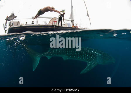 CENDRAWASIH BAY, PNG: STUNNING underwater pictures of fisherman hunting in harmony with the world’s largest fish have been captured. Images show how local fishermen and divers work alongside seabeasts, which at the 45-foot long are as long as a typical UK double decker bus, and weigh in at up-to 20 metric tonnes. The pictures from West Papua New Guinea were taken by Canadian photographer Christopher Hamilton (34). Stock Photo