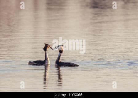 Horizontal photo with a couple of nice Great Crested Grebe birds with nice orange feathers on head and red eyes. Pair swims on the pond and starts cou Stock Photo