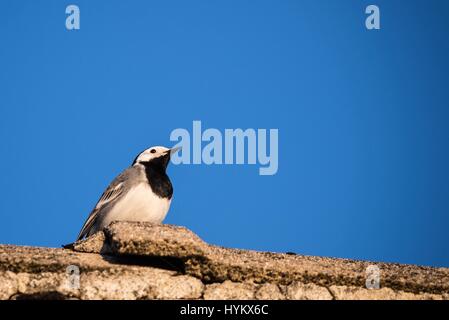 Horizontal photo of small bird wagtail with black and white color which is common in Europe gardens. Bird sits on old grey vintage roof with clear blu Stock Photo