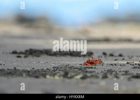 A crab peaks up from a hole in the sand at the Punta Mala Wildlife Refuge in Costa Rica. Stock Photo