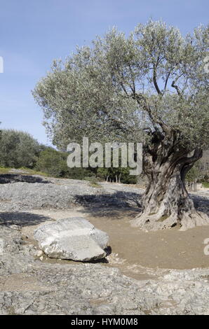 Olive tree near the Pont du Gard, SE France Stock Photo