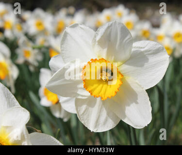 Close up of beautiful white narcissus flower with yellow trumpet, surrounded by other white daffodils, in an outdoor setting. Stock Photo