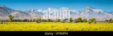 Eastern Sierra Nevada mountain range panorama with blooming meadows and trees on a beautiful sunny day with blue sky in summer, Bishop, California Stock Photo
