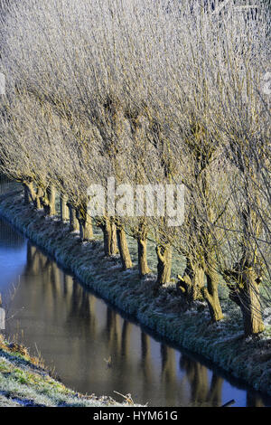 frozen trees reflecting in the water in a Dutch landscape Stock Photo