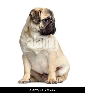 Pug sitting, 7 months old, isolated on white Stock Photo