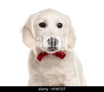 Close-up of a white Golden Retriever with a red bow tie, isolated on white Stock Photo