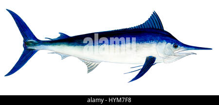 Black Marlin (Makaira indica), drawing. Stock Photo