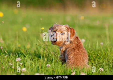 Mixed-breed dog (Dachshund x ?). Puppy sitting on a meadow with flowering buttercups and clover, looking over its back into the camera. Germany Stock Photo
