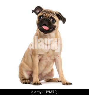 Pug puppy sitting, 6 months old, isolated on white Stock Photo