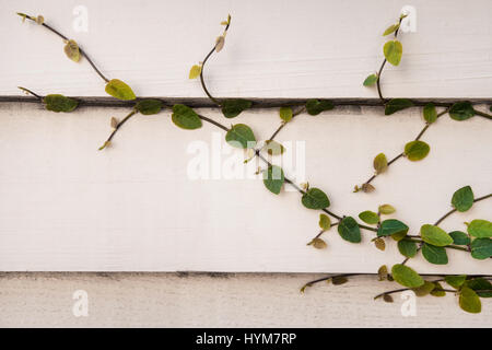 Ivy growing along side of home in Charleston, South Carolina Stock Photo