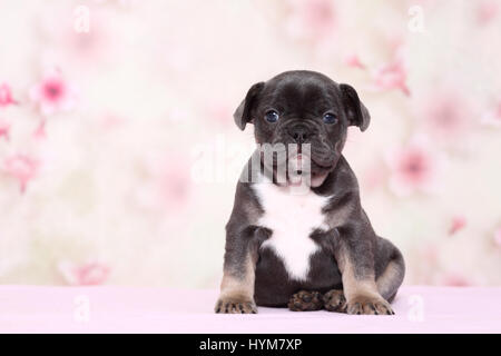 French Bulldog. Puppy sitting in front of a floral design wallpaper. Studio picture. Germany Stock Photo