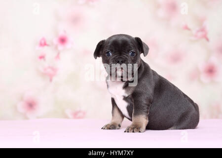 French Bulldog. Puppy sitting in front of a floral design wallpaper. Studio picture. Germany Stock Photo