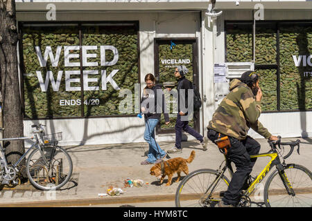 Two storefronts in the Lower East Side neighborhood of New York are filled with 'faux' marijuana on Wednesday, March 29, 2017 as a promotion for the so-called 'Weed Week' programming on the Viceland television channel. The celebration of all things marijuana takes place on the Viceland cable channel from April 17-20. April 20 is known as 420 in cannabis culture and is a holiday for smoking marijuana, especially at 4:20 AM or PM. (© Richard B. Levine) Stock Photo