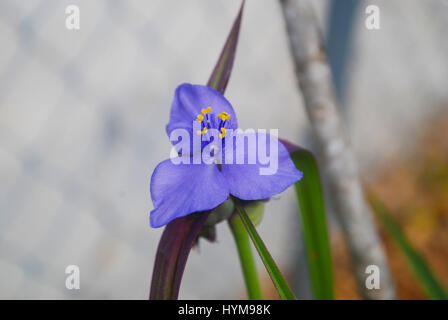 A Beautiful Spiderwort Flower Stock Photo