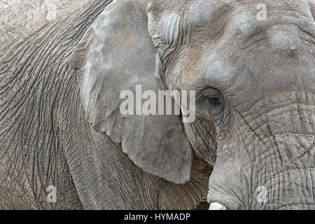 close view of an african elephant, loxodonta africana