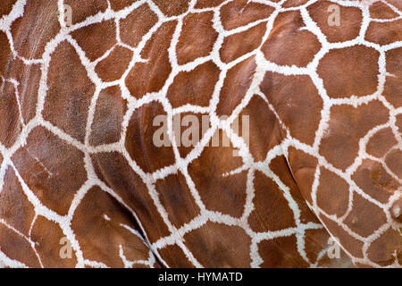 close view of of brown spots on a giraffe skin Stock Photo