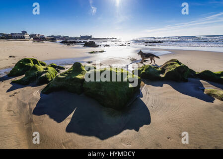 Mossy rocks on the beach of Nevogilde civil parish in Porto, second largest city in Portugal Stock Photo