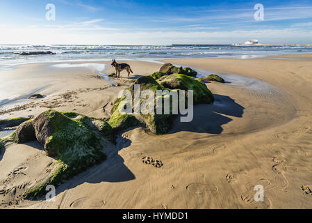 Mossy rocks on the beach of Nevogilde civil parish in Porto, second largest city in Portugal Stock Photo